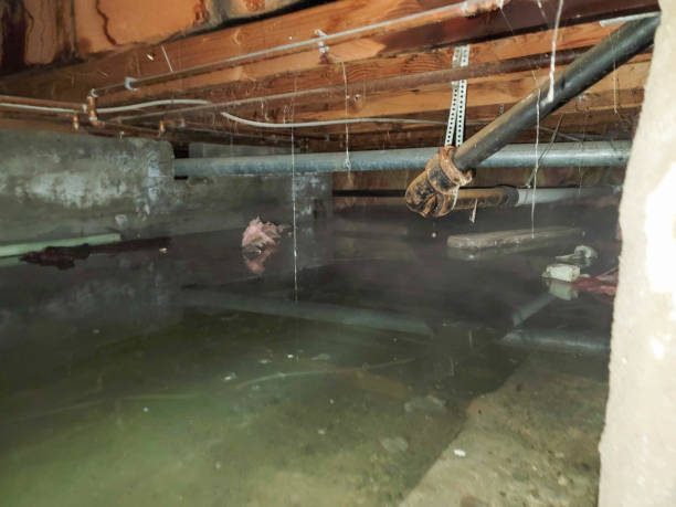 Best Water damage restoration near me  in Greensboro, MD